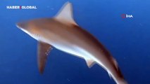 Akdeniz derinliklerinde heyecan dolu anlar: Köpekbalığı sürüsüyle burun buruna
