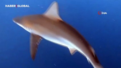 Akdeniz derinliklerinde heyecan dolu anlar: Köpekbalığı sürüsüyle burun buruna