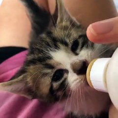Baby Kittens Feeding Milk  From Artificial Nipples