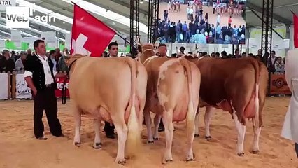 Une championne suisse et un lot français sur la plus haute marche du podium