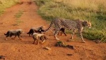 Fotograf hat seltene Begegnung mit Gepardenjungen
