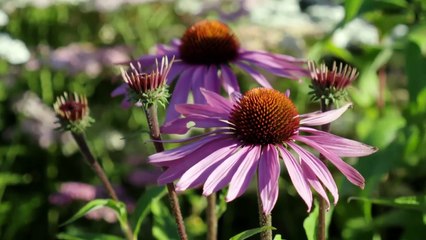 Royal Kitchen Gardens episode 3