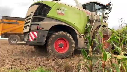 Les points clés pour passer du maïs 2019 à l'ensilage 2020 sans perturbation