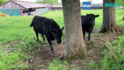 Des vêlages groupés calés sur la pousse de l'herbe