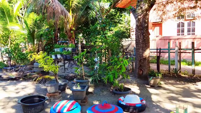 Catch Cute Chickens, Colorful Chickens, Rabbits, Cat, Goose, Duck, Betta Fish, Koi, Animal Cute #35