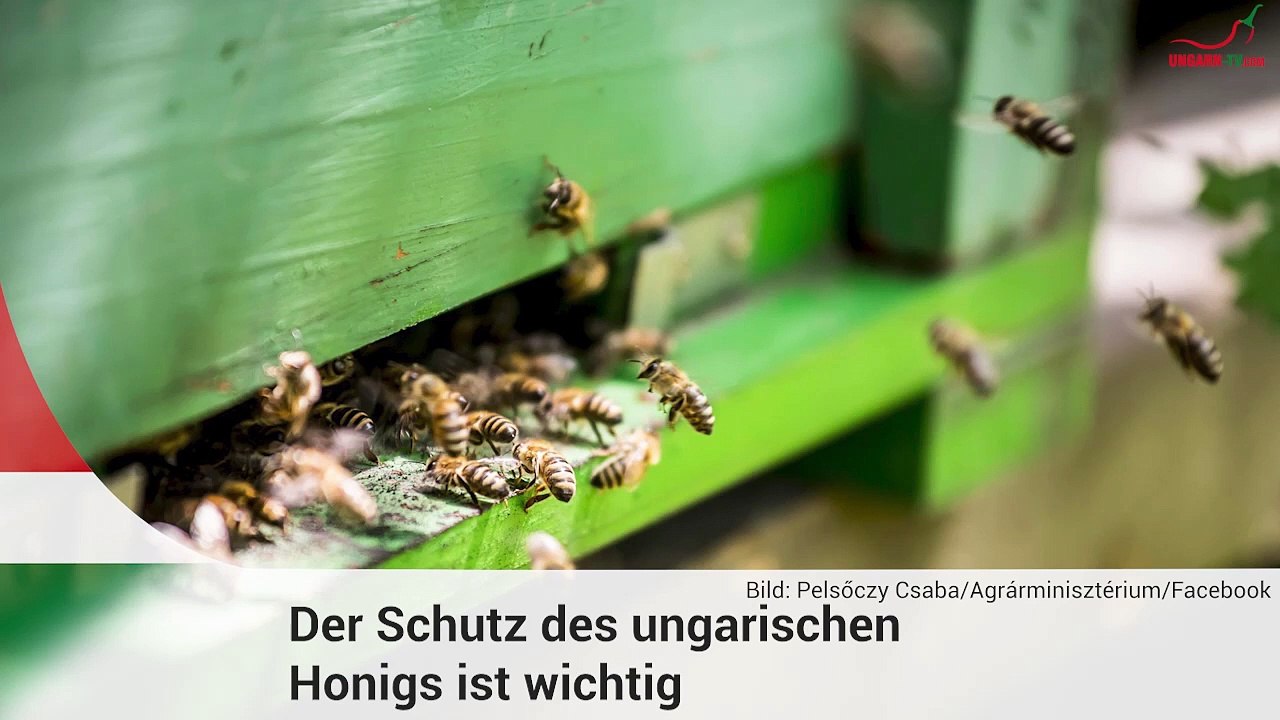 Kurznachrichten aus Ungarn am 10.07.2024