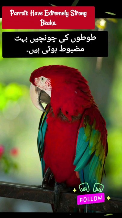 Animalfacts | animal lovers | Facts in urdu | Facts in English