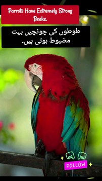 Animalfacts | animal lovers | Facts in urdu | Facts in English