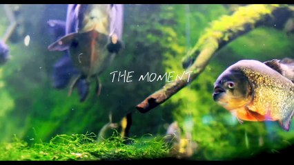 Cute fish playing in water 