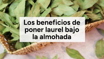 Los beneficios de poner laurel bajo la almohada