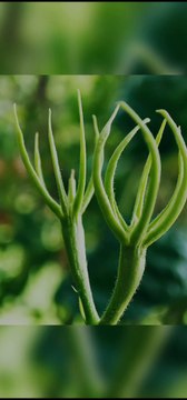 After the Rain: Capturing Nature's Beauty