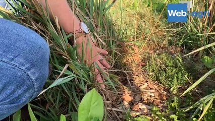 Des plantes à valeur santé mises à disposition des vaches