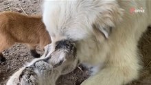Video. Due piccoli visitatori arrivano alla fattoria: il cane gigante si avvicina e tutti trattengono il fiato