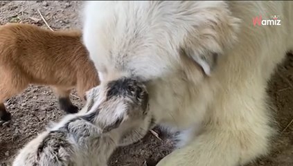 Video. Due piccoli visitatori arrivano alla fattoria: il cane gigante si avvicina e tutti trattengono il fiato