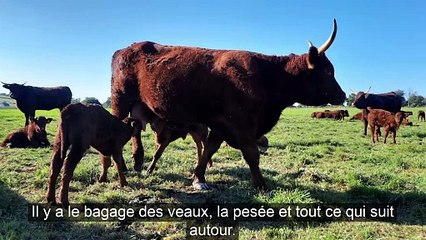 Thomas, éleveur, demande « plus de rémunération pour vivre de sa passion ! »