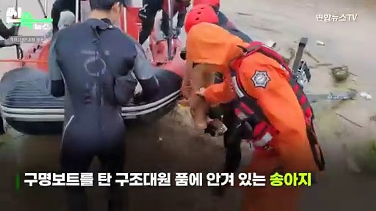 [씬속뉴스] 주인 떠난 집에 홀로 "음메"…극한 호우에 동물들도 수난시대
