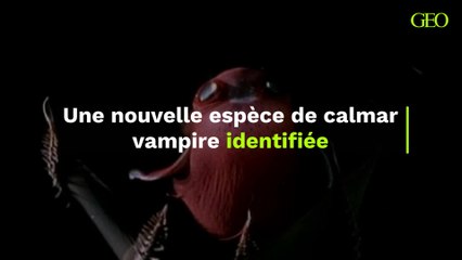 Une nouvelle espèce de calmar vampire identifiée