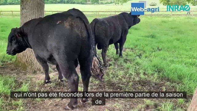 Produire de la viande en élevage laitier grâce au croisement Angus