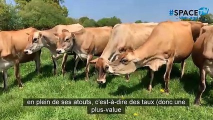 « La Jersiaise : l'essayer c'est l'adopter »