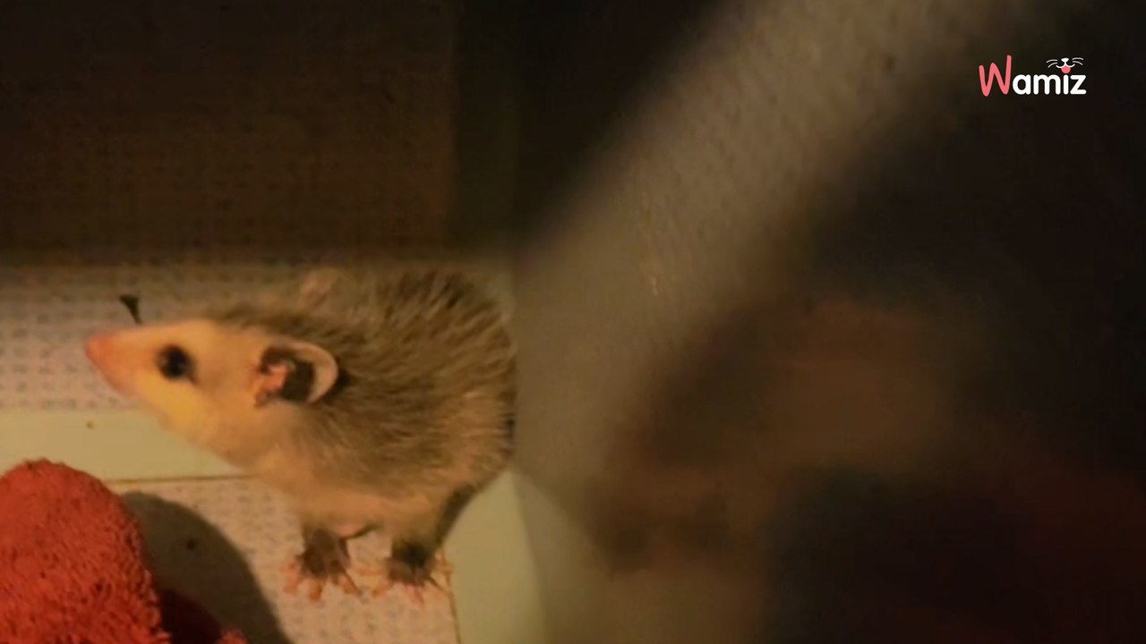 Kot trafia do domu tymczasowego. Okazuje się, że w jego klatce ukryło się inne, niezwykłe zwierzątko