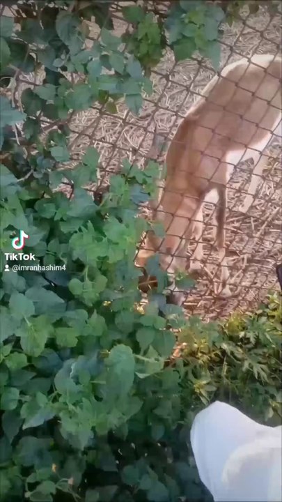 Lovely deer