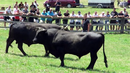 Ekskluzivni Prikaz: Garonja od Tubića vs Galonja od Alića na Koridi kod Dine Ramljaka 2024 🐂