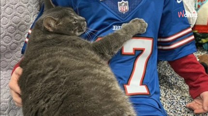 Ce chat de refuge câline chaque visiteur dans l'espoir de trouver une famille pour la vie