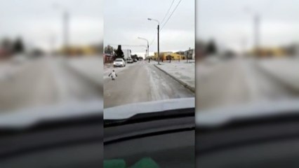 Pinguim na rua e pato preso no gelo: Situações inusitadas que acontecem em meio a onda de frio polar na Argentina