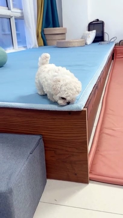 So cute puppy