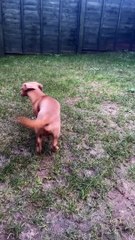 Milo at home post-operation