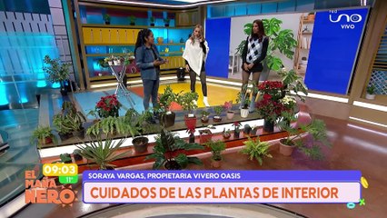 SCZ CUIDADO DE PLANTAS EN INVIERNO