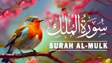 Surah Mulk Beautiful and Amazing Recitation |Most Beautiful Recitation |Quran |Alquran