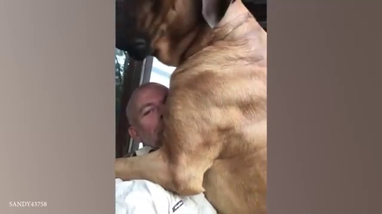 When_Your_Big_Dog_Thinks_He_s_a_Baby!__Funny_dog_videos_2024