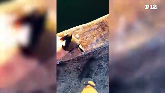 Un pato amaneció congelado en un campo durante la ola de frío