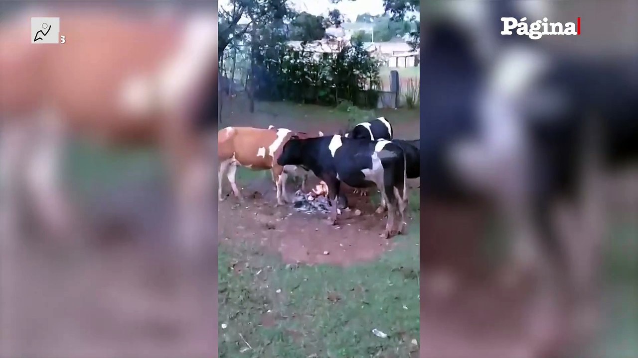 San Luis: Unas vacas se reúnen alrededor de una fogata en Villa Mercedes por el frío extremo