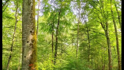 Un exemple inspirant : la sylviculture mélangée à couvert continu sur le massif forestier d'Auberive, en Isère