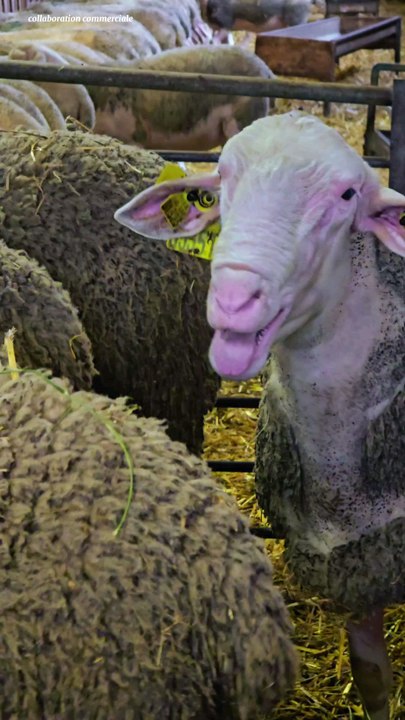 Comment fabrique-t-on le roquefort ?Voici le procédé de fabrication de ce fromage délicieux originaire de l'Aveyron.Petit voyage sur place, on va traire les brebis !