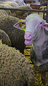 Comment fabrique-t-on le roquefort ?Voici le procédé de fabrication de ce fromage délicieux originaire de l'Aveyron.Petit voyage sur place, on va traire les brebis !