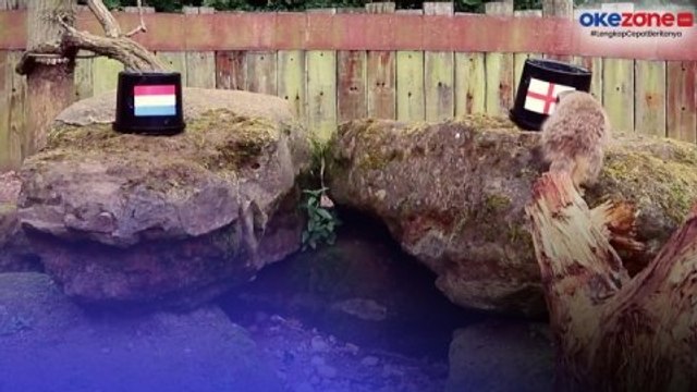 Tiga Meerkat di Kebun Binatang Londong Ramalkan Timnas Inggris Kalahkan Belanda di Semifinal Piala Eropa 2024