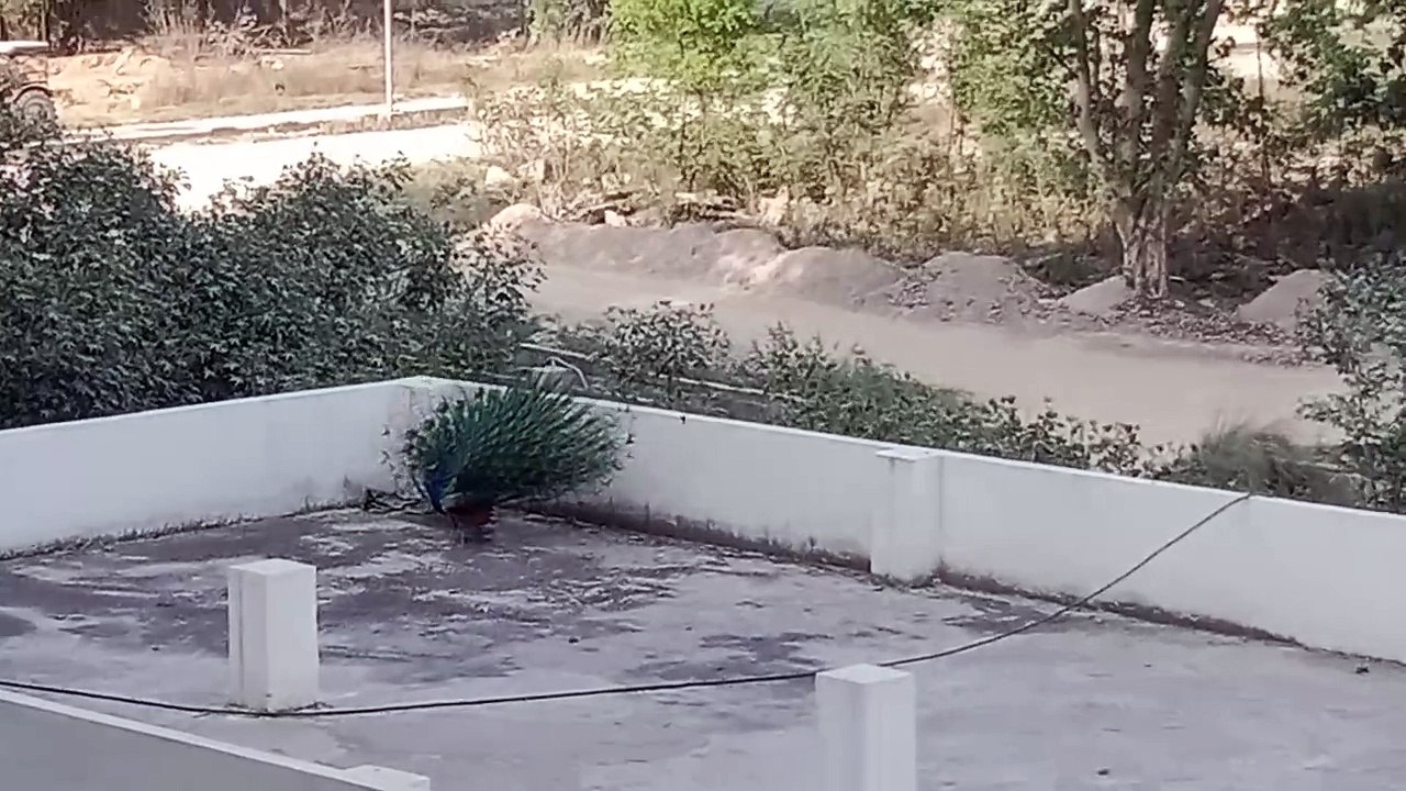 Peacock dance in Rainy day