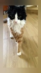 A cat with beautiful eyes