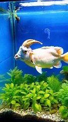 The Cow fish -  creation of Almighty Allah : Clips, Memes.