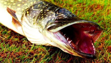 Почему важно использовать поводок при ловле хищной рыбы? Хитрости Рыболова #6