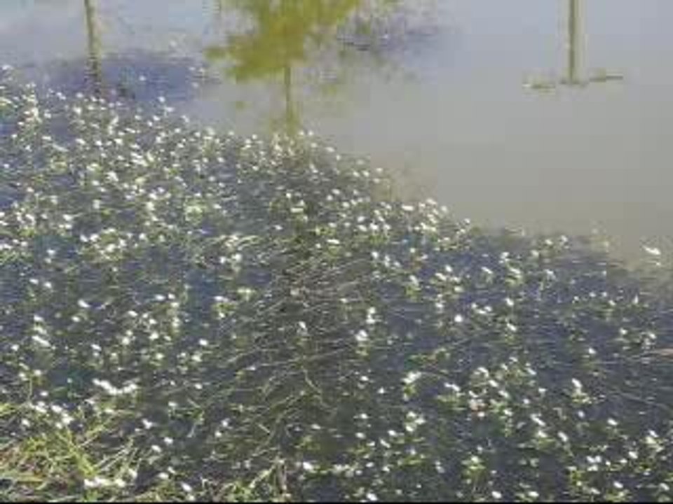 les grenouilles de l'étang