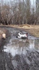 I would just end my day right there. To bed it is! #shorts #funny #dogs #funnydogs