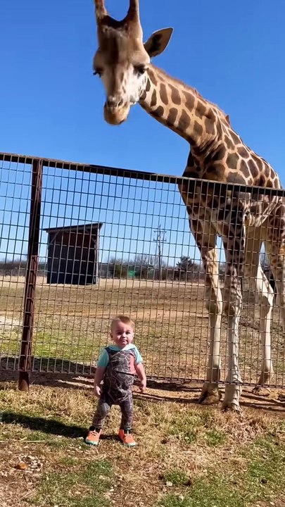 Cute Giraffe Gives Baby Smooches!