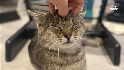 Ils sauvent un chat qui a vécu toute sa vie dans la rue : sa métamorphose en 1 semaine met du baume au cœur