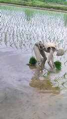 Robot doing Farming In China