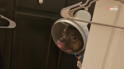 Un chien entre dans la salle de bain pendant la douche de sa maîtresse mais... il a un petit problème ! (vidéo)