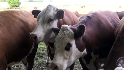 Dinamarca será o primeiro país a taxar arrotos e flatulência no gado